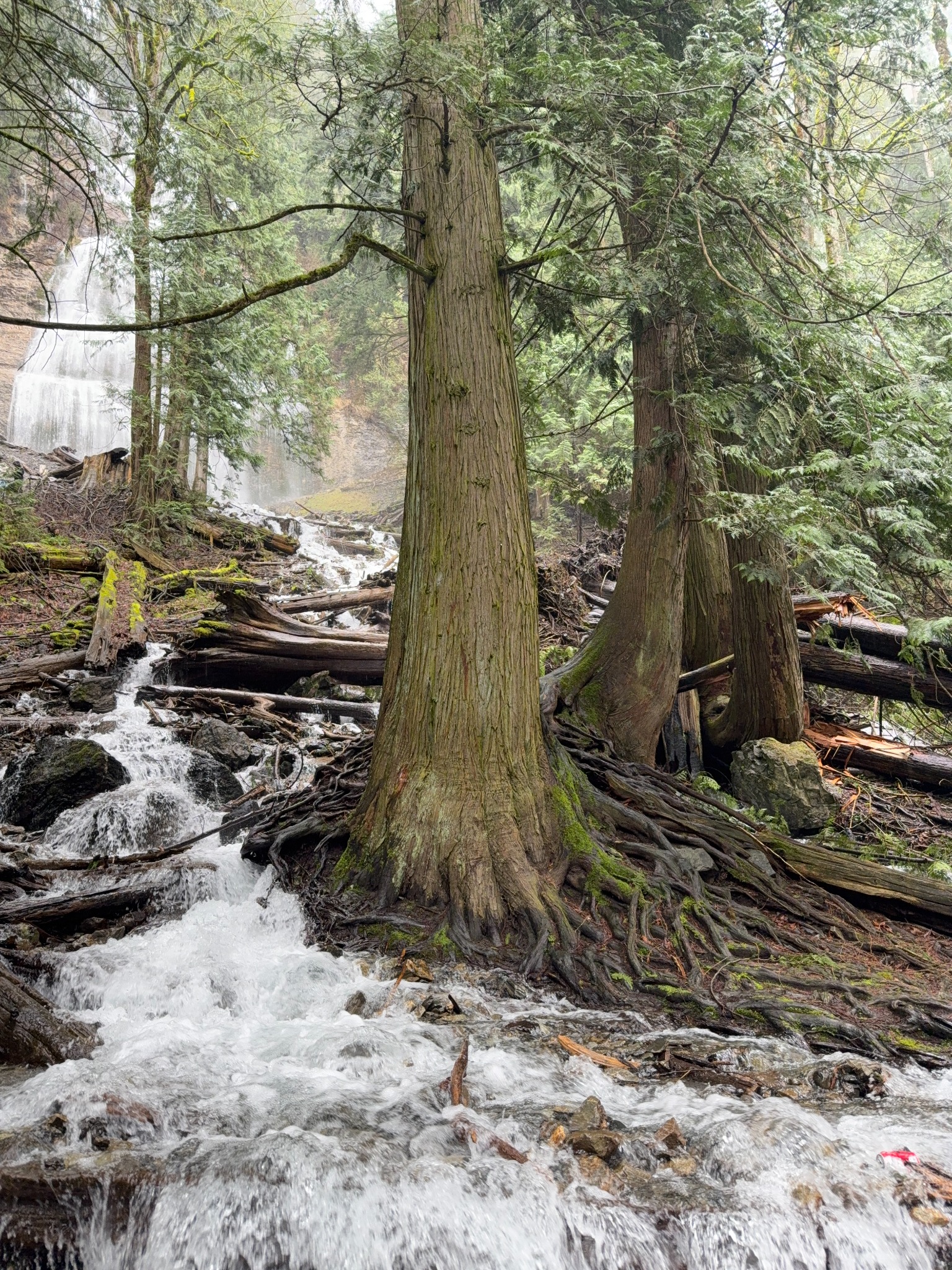 Originalfotografie: Bäume und fließendes Wasser im Wald